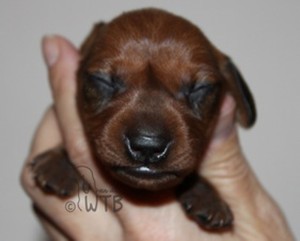 2015-12-06 Henk(7)