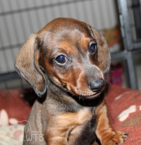 2016-01-14 Harv(38)