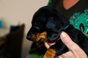 2017-01-10-Chippen pups sterre-003