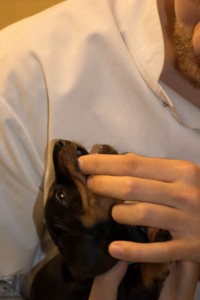 2017-01-13-Enting pups sterre-035