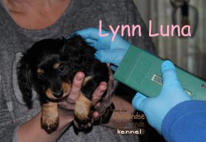 21-11-17 (7)Lynn